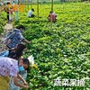 东升农场 百蔬园蔬菜采摘 农旅体验 商品缩略图0