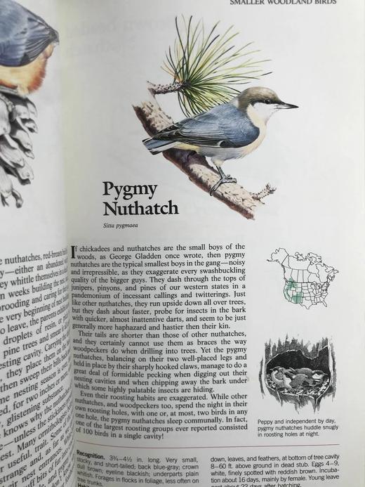 北美鸟类图鉴 数百幅彩色插图 精装16开 商品图12