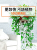 【进口 花多多】1号2号 商品缩略图5