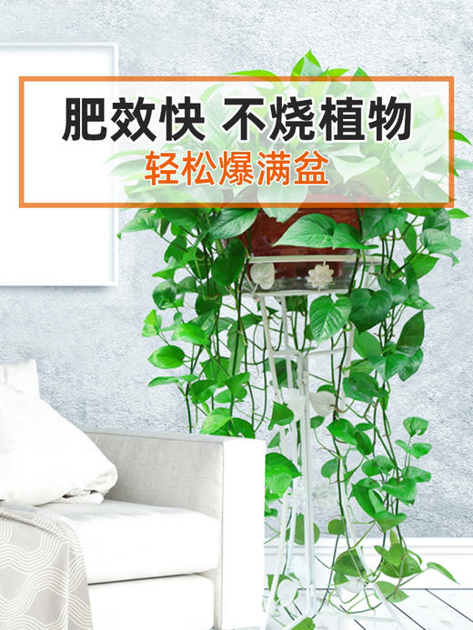 【进口 花多多】1号2号 商品图5
