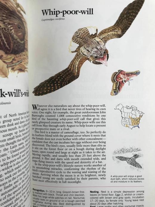 北美鸟类图鉴 数百幅彩色插图 精装16开 商品图14