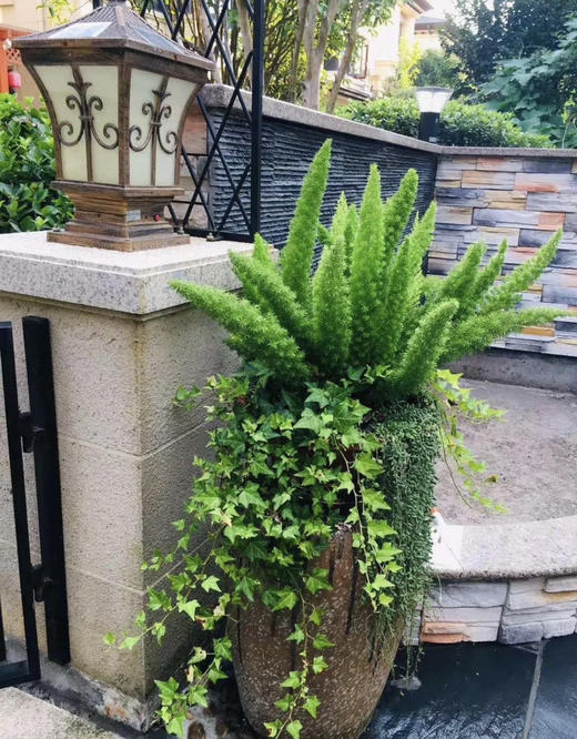 【绿植现货】2加仑狐尾天门冬80（现货，下单即可到店自提） 商品图3