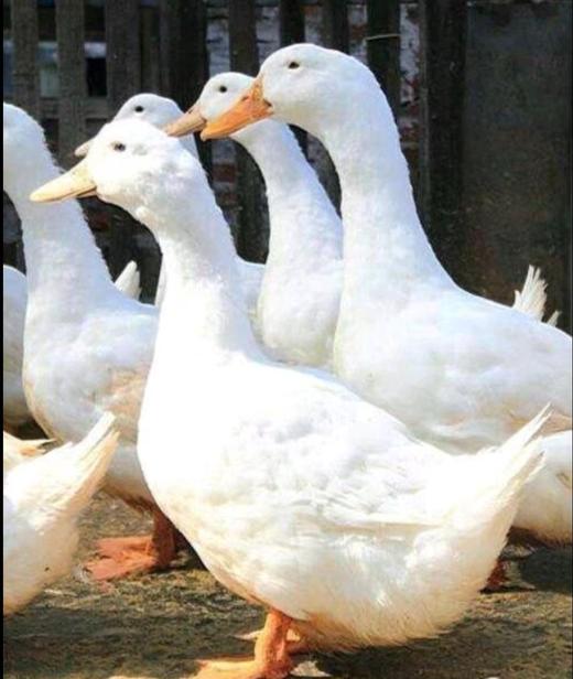 怀化生态放养2年老鸭新鲜宰杀（同城包邮） 商品图1