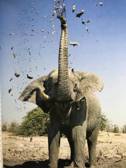 大象图集 约百幅彩色插图 精装大16开 商品图14