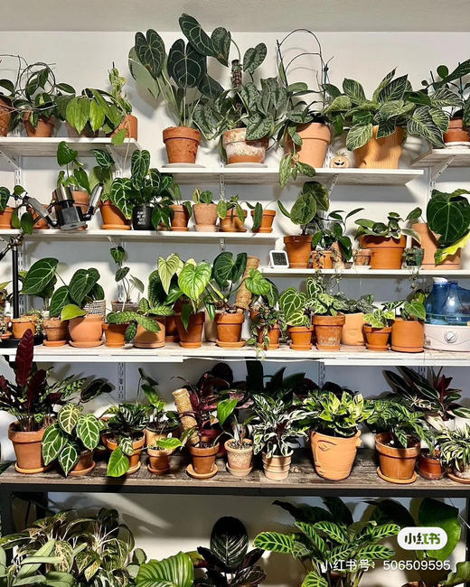 浮雕红陶花盆 吸水透气泥陶盆庭院绿植花卉国际盆 商品图12