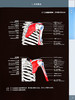 骨骼肌肉系统影像解剖学 第2版 上肢卷 徐文坚 袁慧书主译 世界影像学名著系列 MR解剖图谱 北京大学医学出版社9787565928000 商品缩略图3