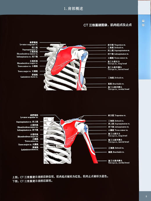 骨骼肌肉系统影像解剖学 第2版 上肢卷 徐文坚 袁慧书主译 世界影像学名著系列 MR解剖图谱 北京大学医学出版社9787565928000 商品图3