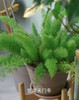 【绿植现货】2加仑狐尾天门冬80（现货，下单即可到店自提） 商品缩略图4