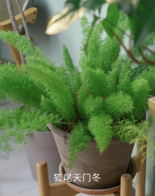 【绿植现货】2加仑狐尾天门冬80（现货，下单即可到店自提） 商品图4