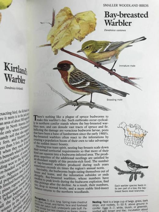 北美鸟类图鉴 数百幅彩色插图 精装16开 商品图9