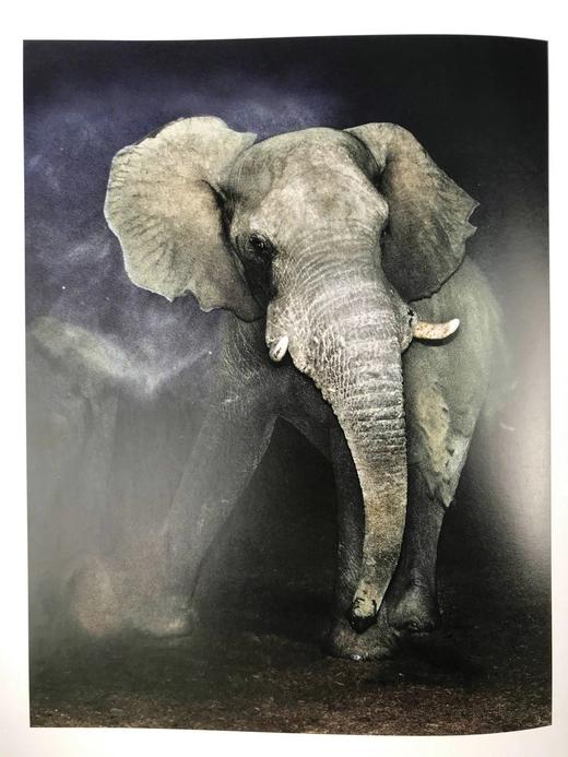 大象图集 约百幅彩色插图 精装大16开 商品图9