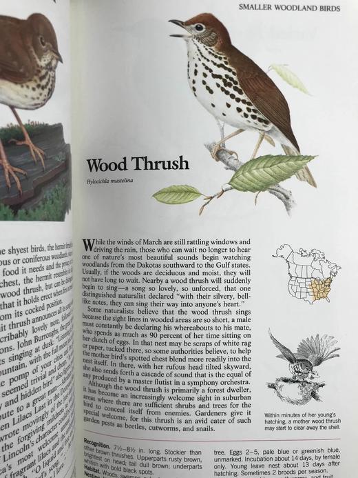 北美鸟类图鉴 数百幅彩色插图 精装16开 商品图11