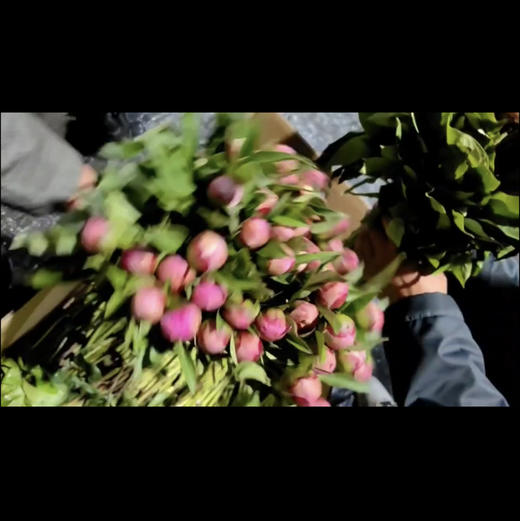 芍药·重瓣（蓝梦） 商品图3