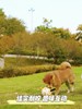 【宠物用品】宠物互动足球狗狗户外玩具磨牙耐咬发声宠物狗训练玩具 商品缩略图1