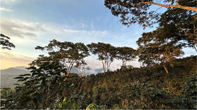 Cavell瑰夏咖啡 | 在南美森林深处感受生命的灵动