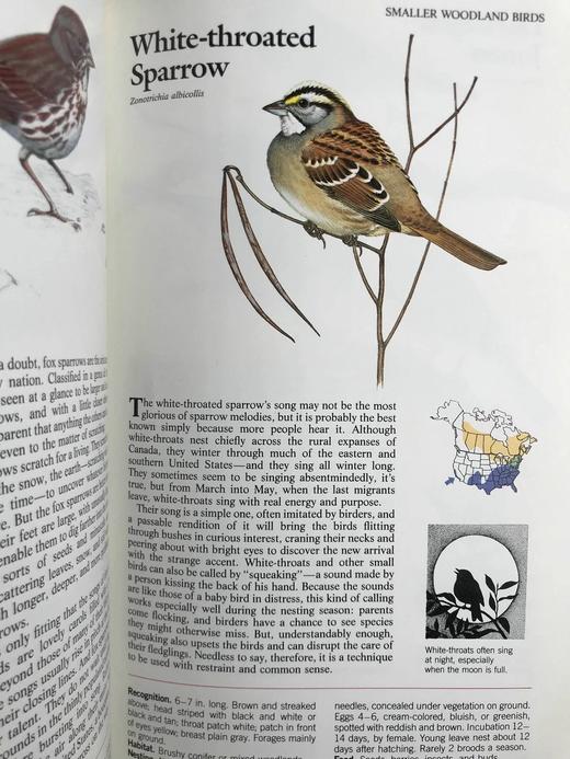 北美鸟类图鉴 数百幅彩色插图 精装16开 商品图7