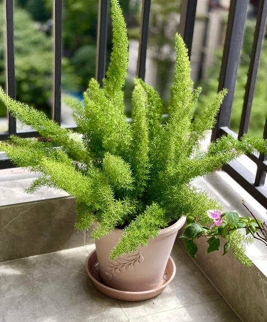 【绿植现货】2加仑狐尾天门冬80（现货，下单即可到店自提） 商品图5