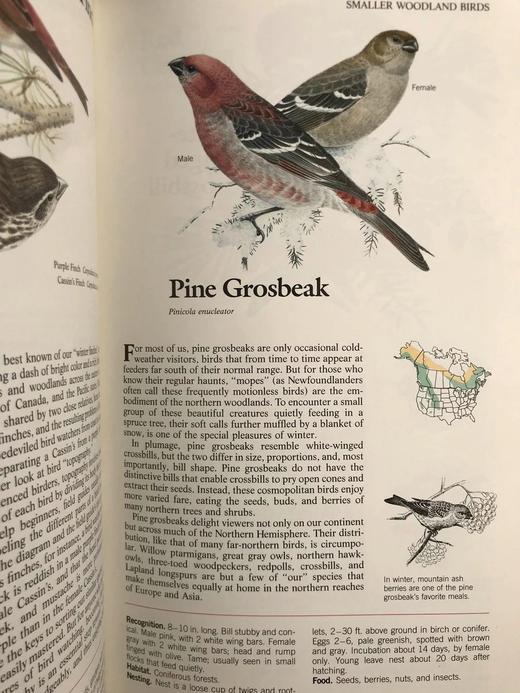 北美鸟类图鉴 数百幅彩色插图 精装16开 商品图6