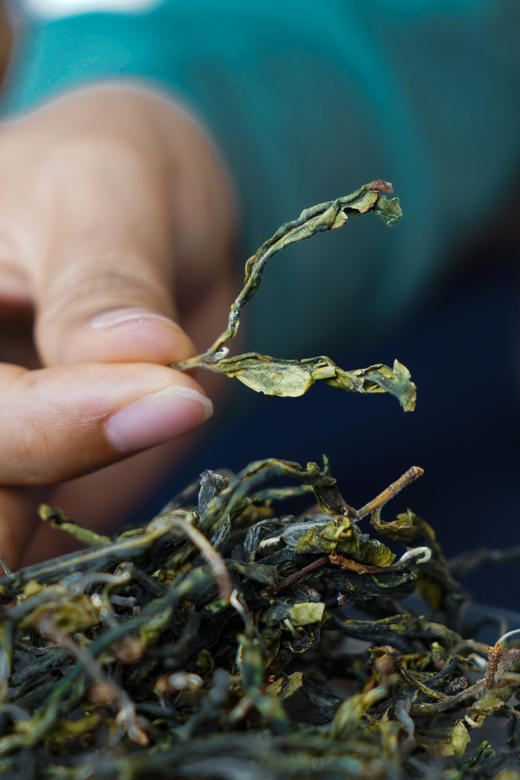 2024 头春倚邦精灵【猫耳朵】量少希珍，价比黄金！精品中的精品！ 商品图3