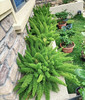 【绿植现货】2加仑狐尾天门冬80（现货，下单即可到店自提） 商品缩略图7