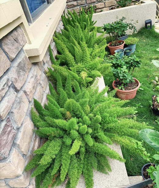 【绿植现货】2加仑狐尾天门冬80（现货，下单即可到店自提） 商品图7