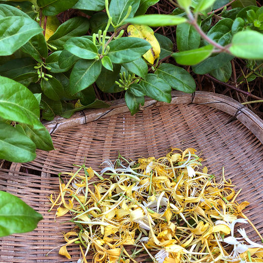 『大理野生金银花』零添加，剔除杂质纯花蕾，花香浓，茶汤清 商品图5