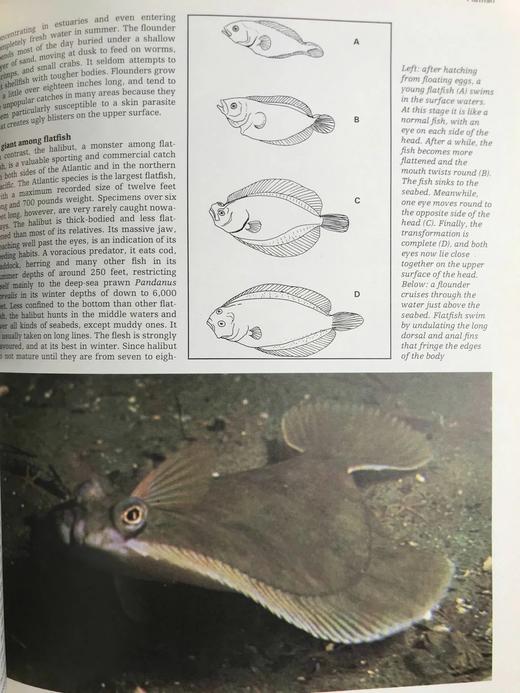 海洋生物图解百科全书 数百幅插图 精装大16开 商品图12