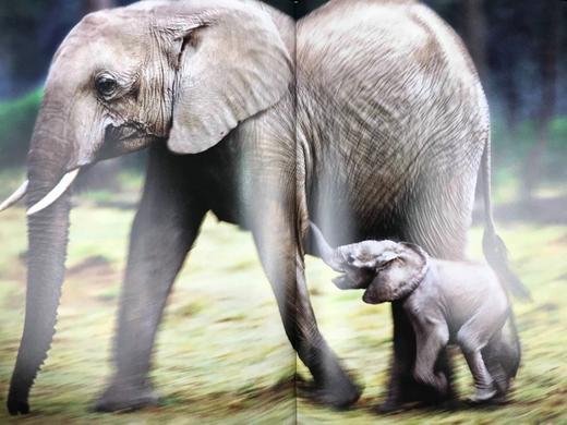 大象图集 约百幅彩色插图 精装大16开 商品图7