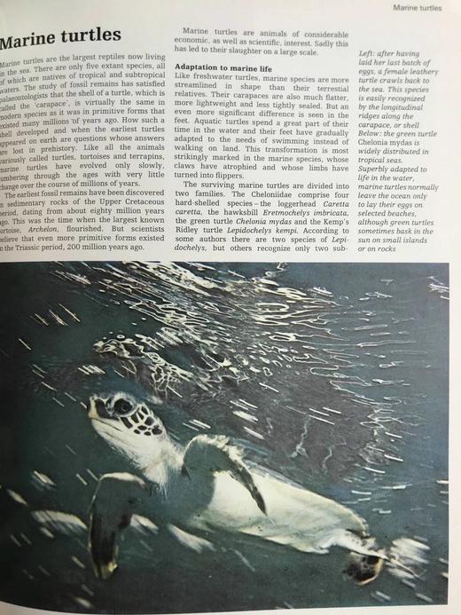 海洋生物图解百科全书 数百幅插图 精装大16开 商品图11