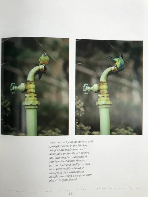 澳大利亚：穿越永恒大地的旅程 约百余幅彩色插图 精装大16开 商品图5