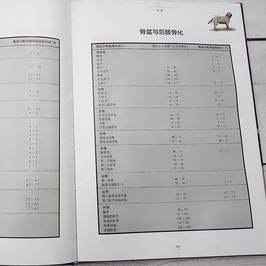 犬关节学图谱 商品图3