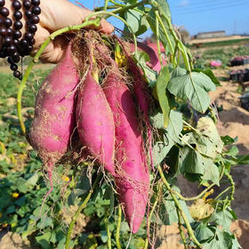  海南，还有这特产？香甜软糯、味如板栗，好吃到跺脚! 