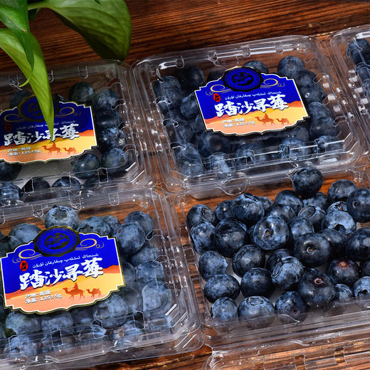 踏沙寻莓 · 新疆喀什蓝莓 当季鲜果 商品图3