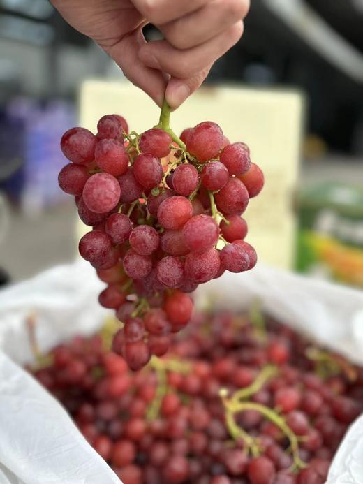 周日取货：【澳洲无籽红提】一份1.5斤左右，脆嫩，无籽，纯甜。 商品图0