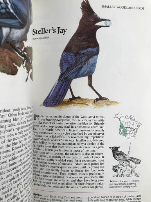 北美鸟类图鉴 数百幅彩色插图 精装16开 商品图13