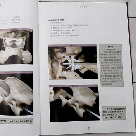 犬关节学图谱 商品图4