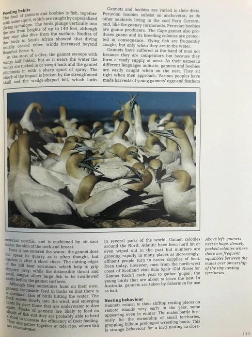 海洋生物图解百科全书 数百幅插图 精装大16开 商品图7