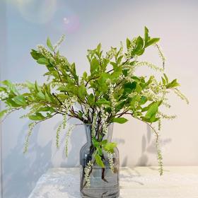 配花-鼠刺-10支/扎