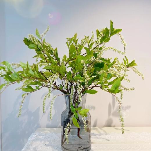 配花-鼠刺-10支/扎 商品图0