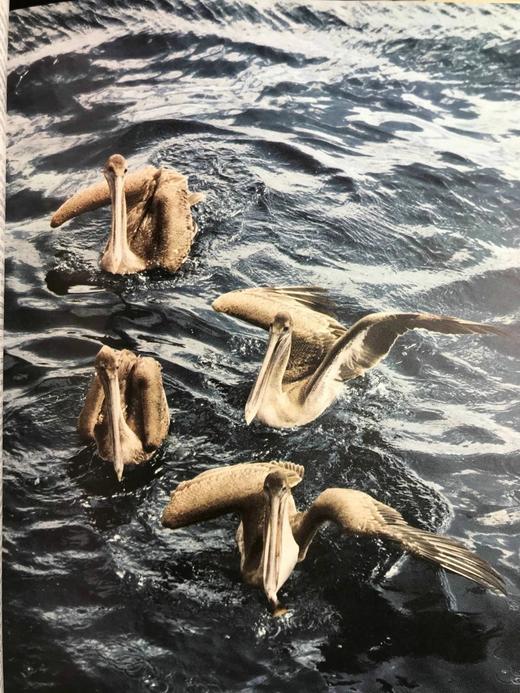 海洋生物图解百科全书 数百幅插图 精装大16开 商品图8