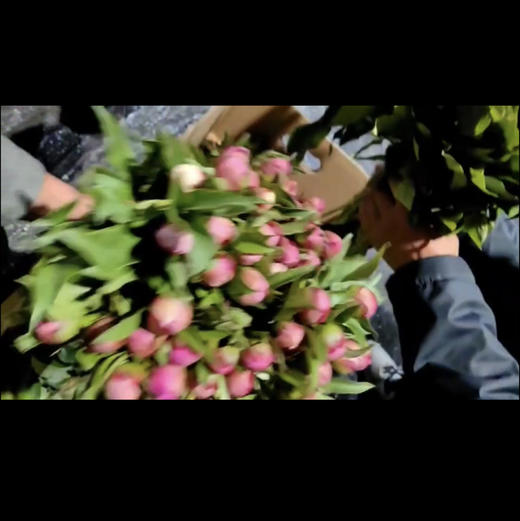 芍药·重瓣（蓝梦） 商品图2