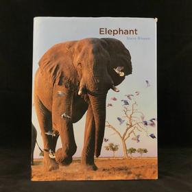 大象图集 约百幅彩色插图 精装大16开