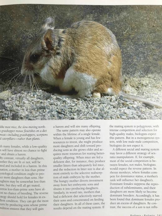 北美哺乳动物图集 数百幅彩色插图 精装大16开 商品图11