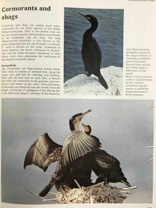 海洋生物图解百科全书 数百幅插图 精装大16开 商品图6