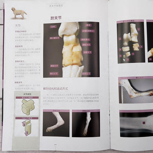 犬关节学图谱 商品图6