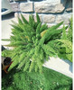 【绿植现货】2加仑狐尾天门冬80（现货，下单即可到店自提） 商品缩略图6