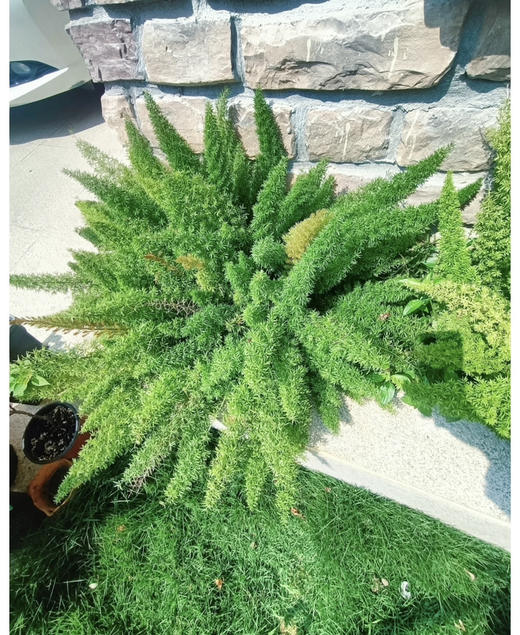 【绿植现货】2加仑狐尾天门冬80（现货，下单即可到店自提） 商品图6