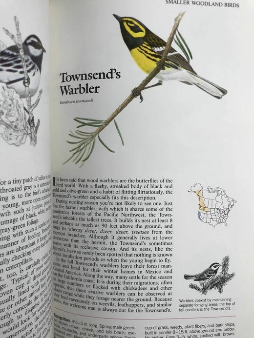 北美鸟类图鉴 数百幅彩色插图 精装16开 商品图10
