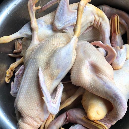 怀化安江小黄鸭农家自养2000G左右新鲜宰杀（同城包邮） 商品图2