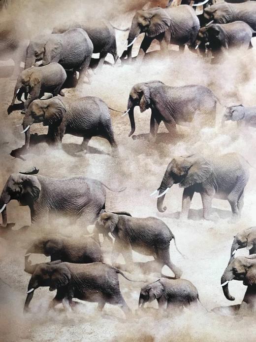 大象图集 约百幅彩色插图 精装大16开 商品图11